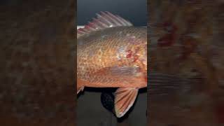 Few mangrove jacks from last year shorts fishing yeppoon mangrovejack livebait causeway [upl. by Serdna]