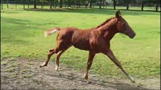 Puledro Foal [upl. by Ross473]