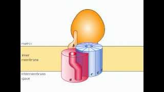 ATP Synthétase [upl. by Fleisher186]