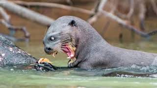 EL PODER DE LA NUTRIA GIGANTE VS jaguar caiman anaconda tortuga  LEY DEL MÁS FUERTE [upl. by Griffith840]