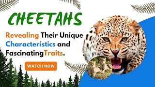 Cheetahs Revealing Their Unique Characteristics and FascinatingTraits [upl. by Aiva]