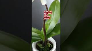 HOW TO WATER YOUR ORCHIDS INDOOR  CARE FOR ORCHIDS INDOOR [upl. by Anderer566]