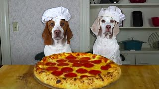 Dogs Make Pizza Funny Chef Dog Maymo amp Potpie Cook Pizza [upl. by D'Arcy]