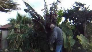 HTUK Dave pulls in Ensete ventricosum Maurelii at Hardy Tropicals [upl. by Cavanagh]