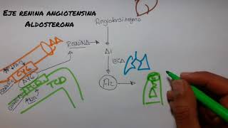 FISIOLOGÍA DEL SISTEMA RENINA ANGIOTENSINA ALDOSTERONA  Fácil y Practico 2018 [upl. by Arnold905]