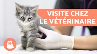 Quand fautil amener son chat chez le vétérinaire   Première visite déparasitage et vaccins [upl. by Reisman]