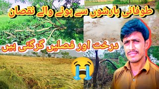 Damage Caused By Torrential Rains  Trees And Crops Have Fallen  Muhammad Saeed Vlogger [upl. by Ardnalahs]