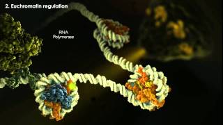 Epigenetics Tutorial [upl. by Kronfeld578]