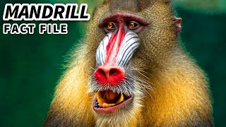 Mandrill Facts NOT a BABOON 🐒 Animal Fact Files [upl. by Mylor]