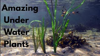 Amazing Under Water Plants  Aquatic Plants [upl. by Dnana]