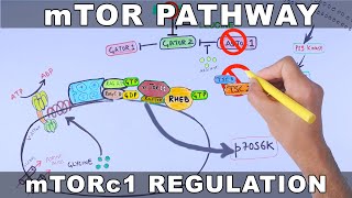 mTOR Pathway and its Regulation [upl. by Dulcea]