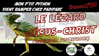 Le LÉZARD JÉSUS  CHRIST BASILISCUS PLUMIFRONS [upl. by Saylor]