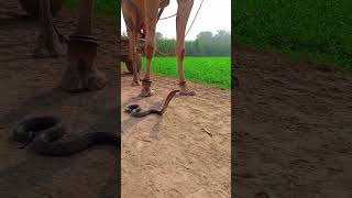 The snake blocked the way of the camel Indian snake very dangerous [upl. by Kale]