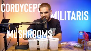 Growing Cordyceps Militaris Mushrooms  HOW TO [upl. by Jaine779]