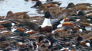 Northern Shoveler flock feeding in circles أبومجرف מריות אוכלות בסחרחורת उत्तरी फावड़ा ハシビロガモ [upl. by Stoller]