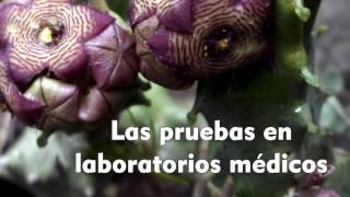 LOS BENEFICIOS DE LA CARALLUMA FIMBRIATA [upl. by Alahs]