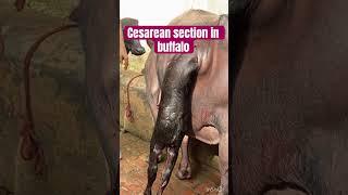 Cesarean section l Dystokia l difficulty in birth l dr Umar khan [upl. by Nafets]