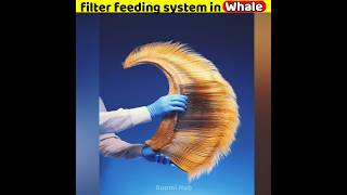 Filter feeding system in Whale  Baleen shorts [upl. by Nednyl392]