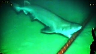 Sharks are Attacking the Internet [upl. by Aicerg]