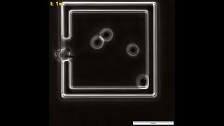 Single Cell Monitoring of Apoptosis in NonAdherent Mammalian Cells [upl. by Elatia]