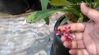 Oncidium sharry baby ruby doll mekar perdana [upl. by Chapland722]