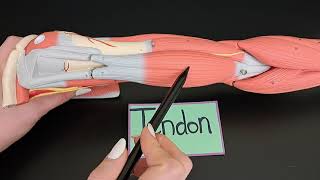 Tendon vs Aponeurosis with Examples [upl. by Dorcea]