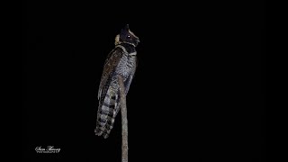 Great EaredNightjar Lyncornis macrotis I Cú muỗi mào [upl. by Lanahtan558]