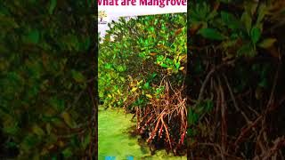 मैंग्रोव वन क्या है।। what is mangroves upsc uppolic gk indiangeography [upl. by Mathilde]