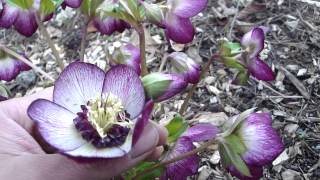 Helleborus Winter Jewels Cherry Blossom [upl. by Ylrad60]