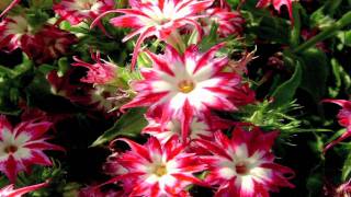 Gardening Tips  How to Grow Annual Phlox Phlox Drummondii [upl. by Aoniak277]