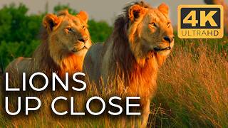 Lions Fight for Territory  Roar of the Wild Ep 2  4K UHD Documentary [upl. by Ferro]