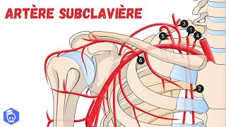 Artère Subclavière  Anatomie Descriptive et Syndrome du Vol de sang subclavier [upl. by Laersi521]