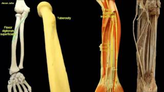 Osteology of the radius [upl. by Rhoda]