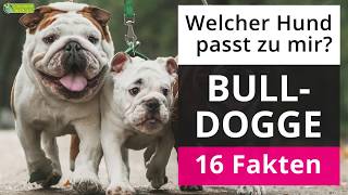 Ist eine Bulldogge der richtige Hund für mich 16 Fakten über Bulldoggen [upl. by Yruj]