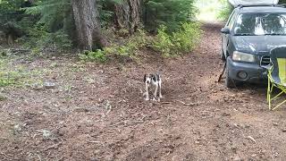 Treeing Walker Coonhound Jax Digging a Hole [upl. by Ahsenit]