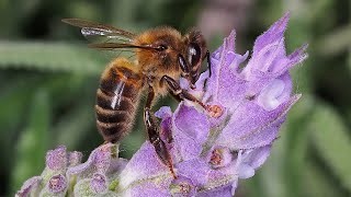 Apis mellifera  Honey bee  Abella de la mel  Abeja de la miel [upl. by Eseilana]