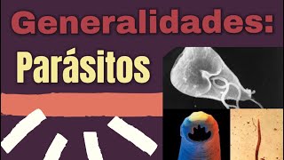 Generalidades de Parásitos Clasificación parasitos parasitologia microbiología [upl. by Lorinda609]