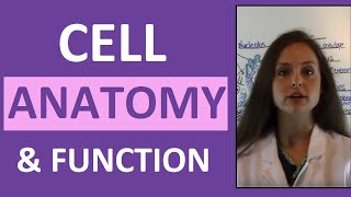 Cell Anatomy amp Physiology Cell Structure and Function Overview for Students [upl. by Nyrek]