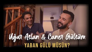 UĞUR ASLAN feat CANER GÜLSÜM  YABAN GÜLÜ MÜSÜN  uguraslan canergulsum [upl. by Beetner]