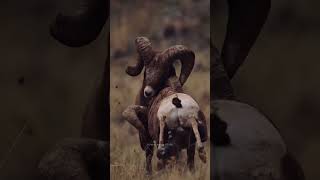 Painful Life Of Bighorn Sheep [upl. by Crin380]