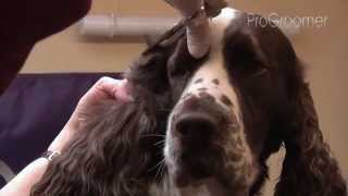 Grooming Guide  English Springer Spaniel  ShowCompetition  Pro Groomer [upl. by Einnov]