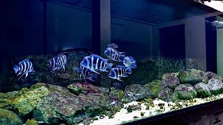 Beautiful Frontosa Cichlids Tank  Best Frontosa Aquarium Setup [upl. by Eiramyllek]