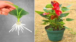 How to grow anthurium plants from leaves in pots [upl. by Raoul680]