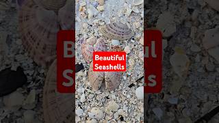 Beautiful Seashells 😍 collectingseashells [upl. by Anelrad]