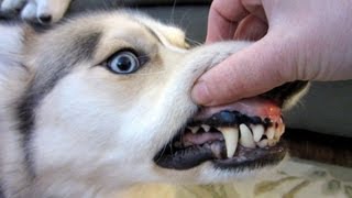 Should I brush My Dogs Teeth [upl. by Haliak]