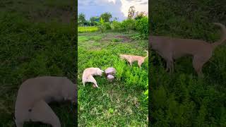 Dogs catching Mouse in stump tree [upl. by Orion]