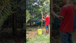 Fertilizing Plants everyone nature shorts song [upl. by Atik]