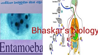 Entamoeba histolytica life cycle TMampEM [upl. by Taber]