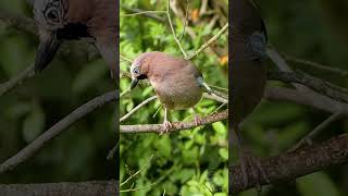 The Eurasian Jays Rasping Call  UK Bird Sounds shorts [upl. by Tessy]