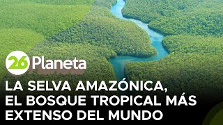 La selva amazónica el bosque tropical más extenso del mundo [upl. by Betthezul321]